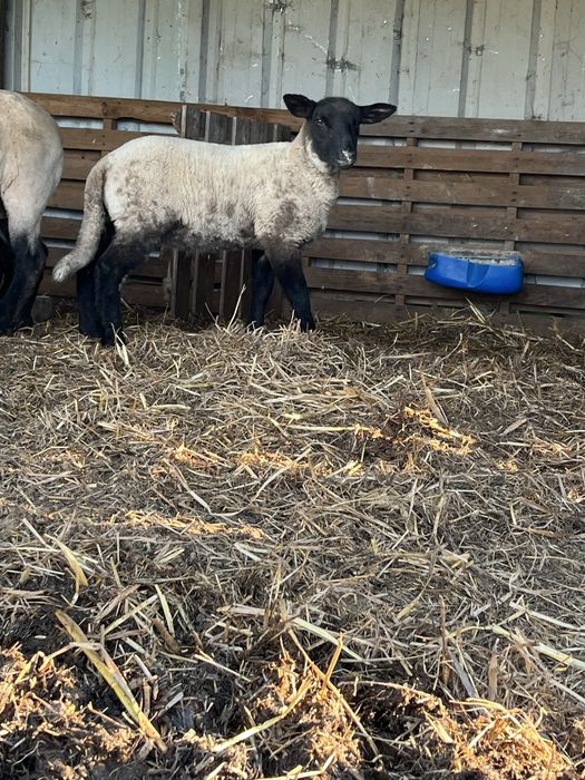 Borrego sufolk 3 meses