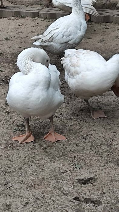 Sprzedam gęsi rasa kołudzka