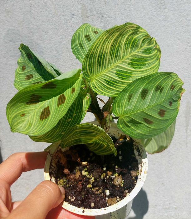Planta Maranta Light Veins