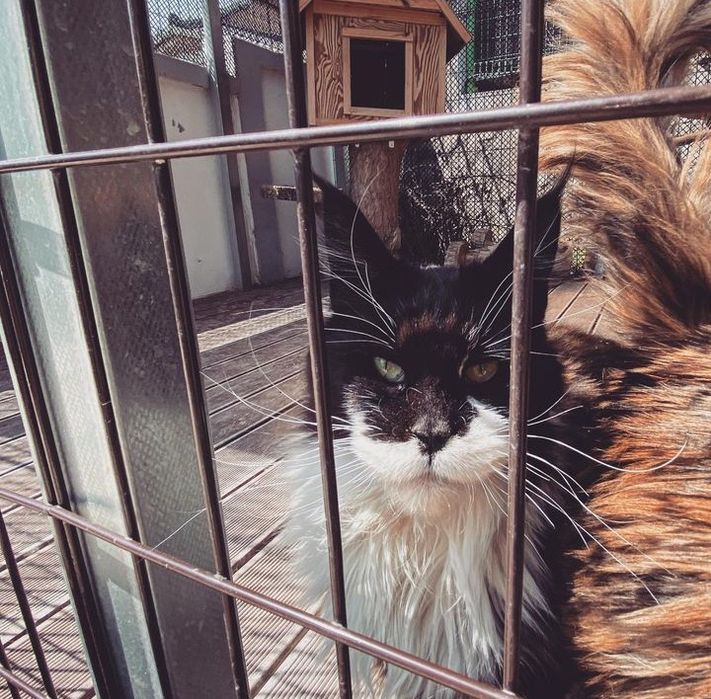 Домашня Рись кошенята Мейнкун