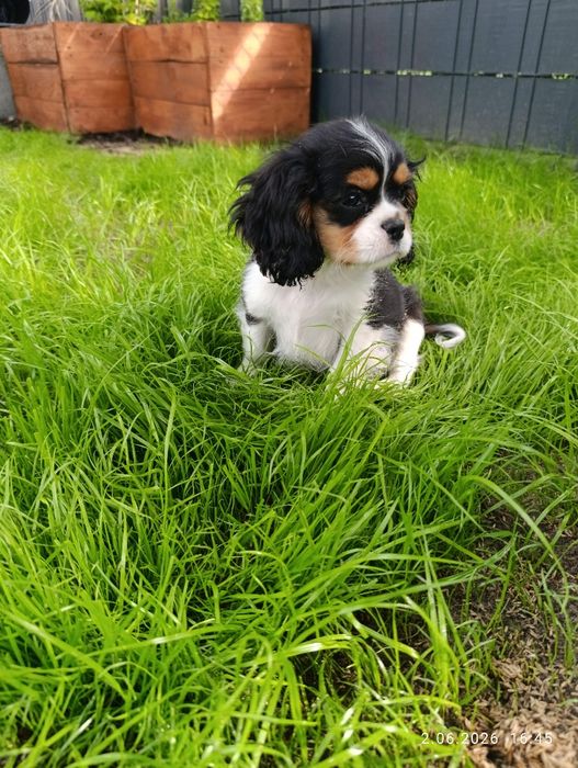Ostatni piesek !. Cavalier King Charles spaniel