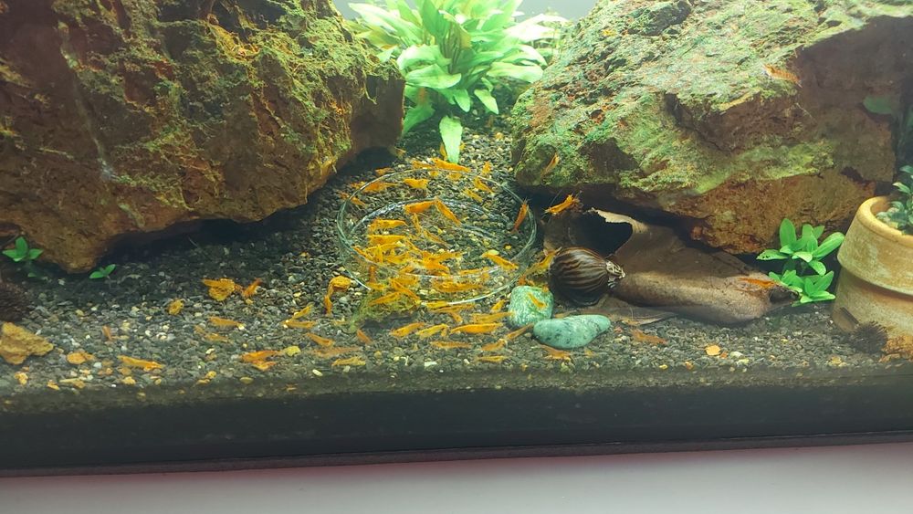 Krewetki Neocaridina Orange 10szt - dowóz Śrem / okolice