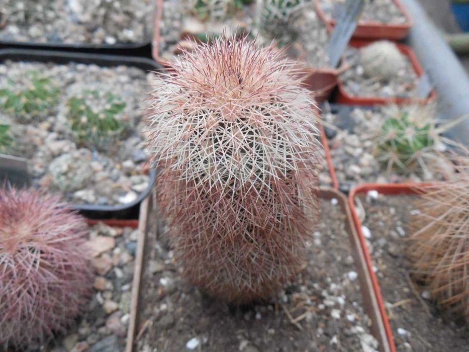 Echinocereus canus (russanthus – v. neocapillus) – Solitario