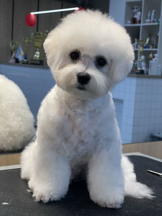 Дівчинка бішон фрізе