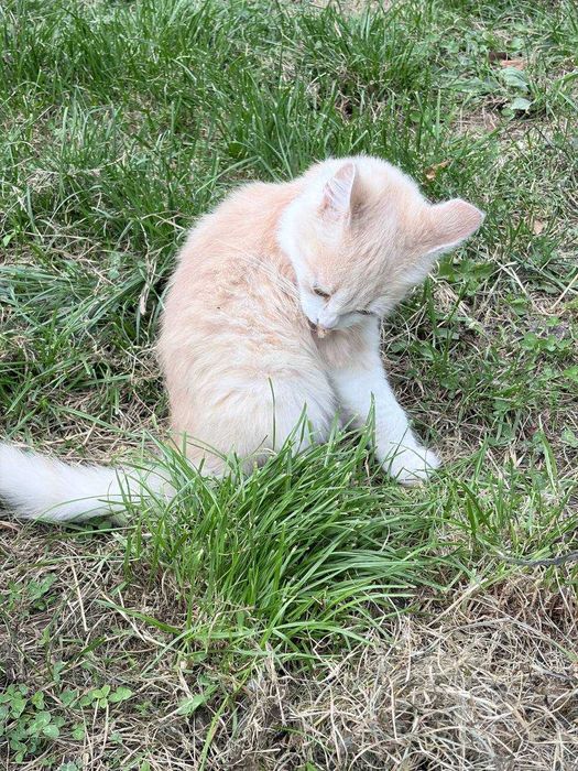 Віддаємо котиків у хороші руки