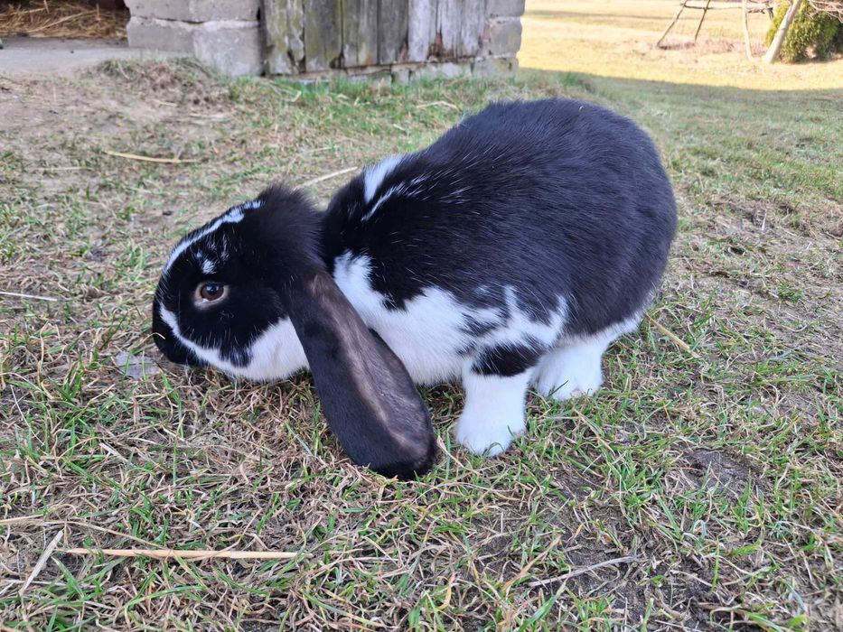 Króliki na sprzedaż