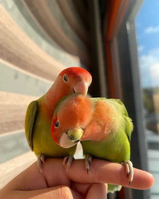 Agraponis/ Rosicollis bebés meigos