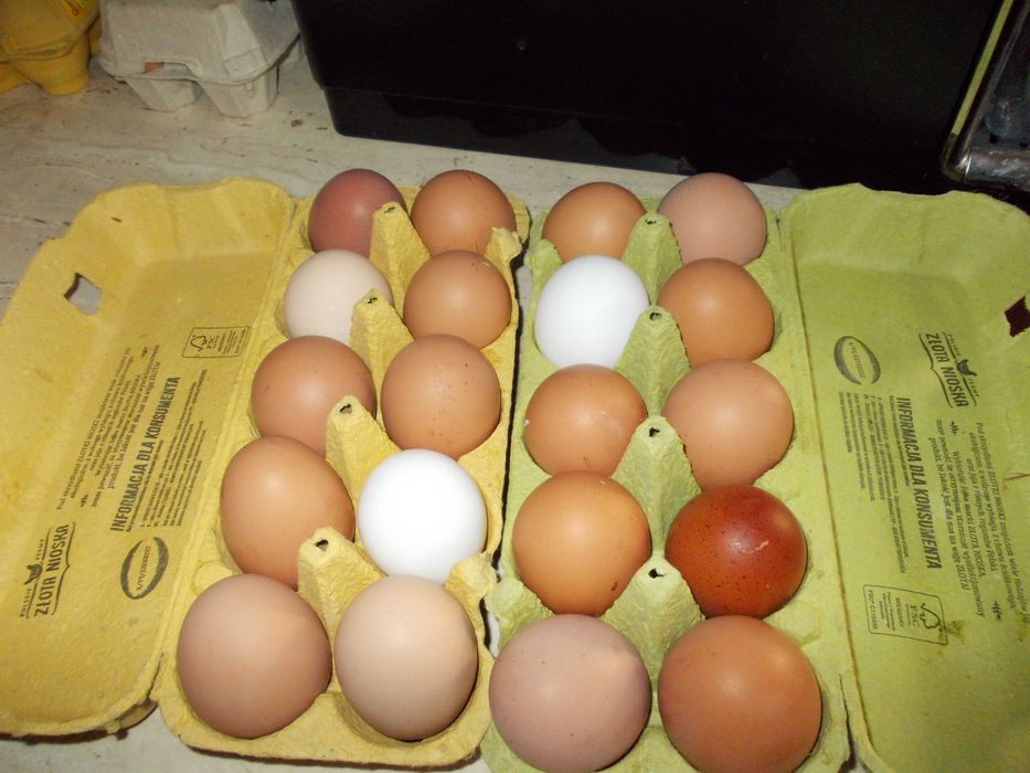 Wiejskie jajka od kur z wolnego wybiegu