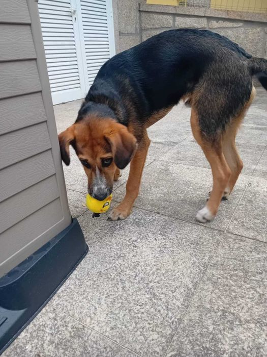 Cão Jovem Muito Brincalhão para Adoção