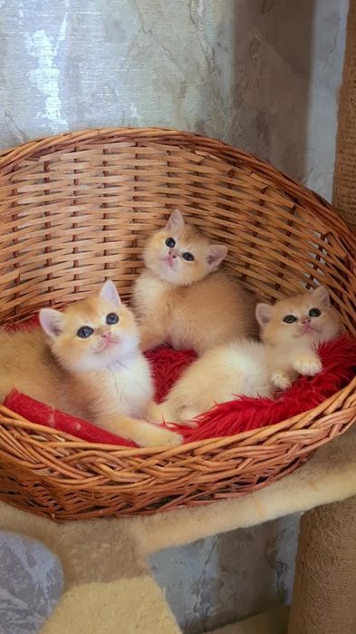 Золотые шиншиллы котята