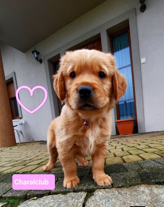 Golden Retriever po Championach