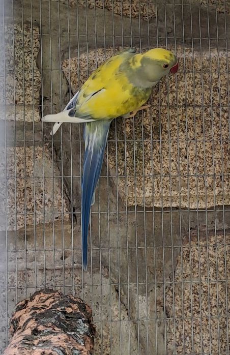 Ring necks Violetas CC (cleartail) e Malhados, para criar à mão.