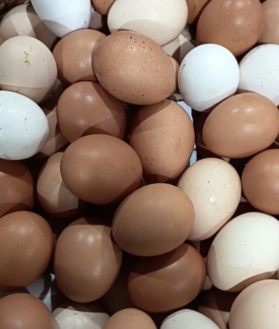 Ovos  caseiros - galinha e codorniz