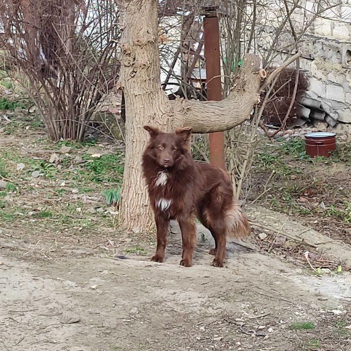 Молодой пёсик в хорошие руки