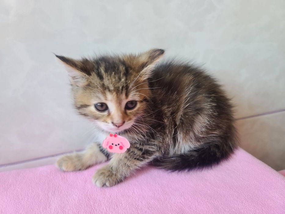 Кото-дитина в мріях про сім'ю, кішка Міра, 2м, кіт, кішка