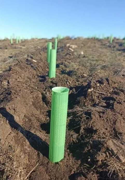 Agricultura Tubo microperfurado de 50cm para plantação de oliveiras