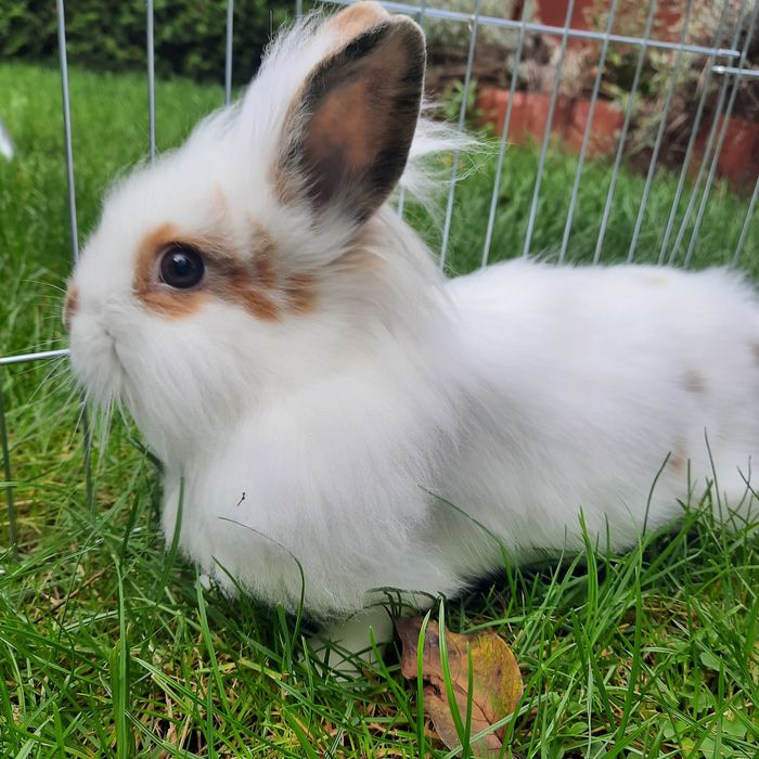 Sprzedam małe króliki lewki miniaturki