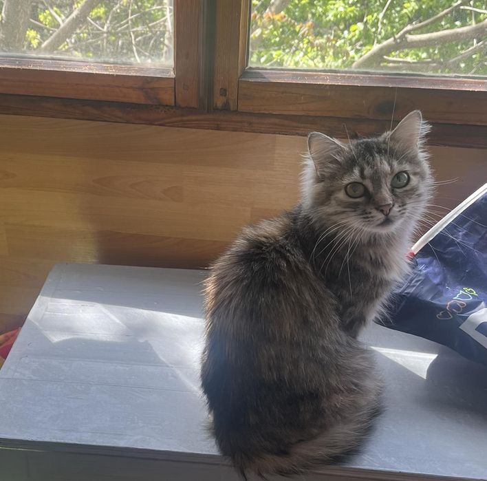 Кошечка ищет семью