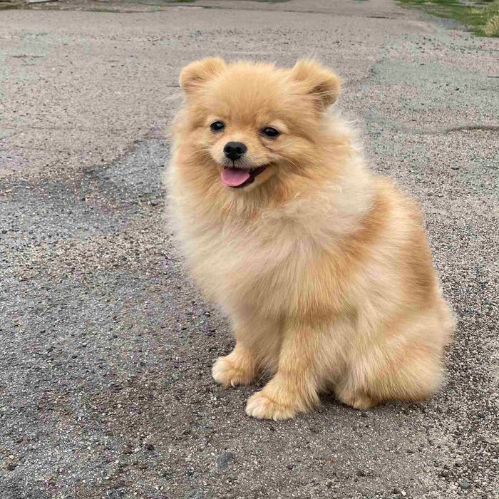 Дуже гарний шпіц