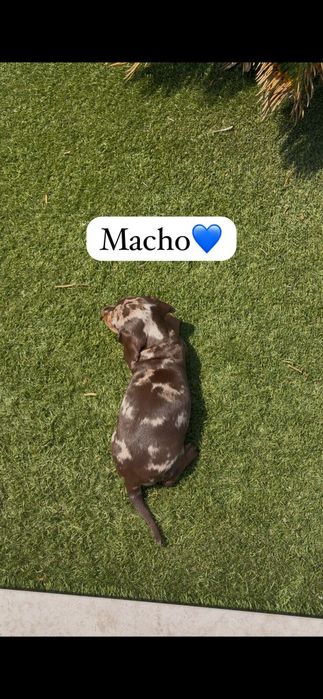 Teckel miniatura macho