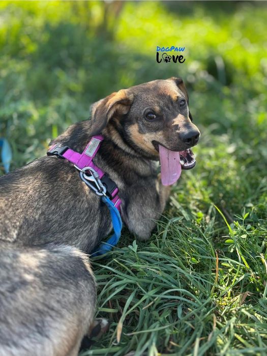 Dixi - mała sunia do adopcji