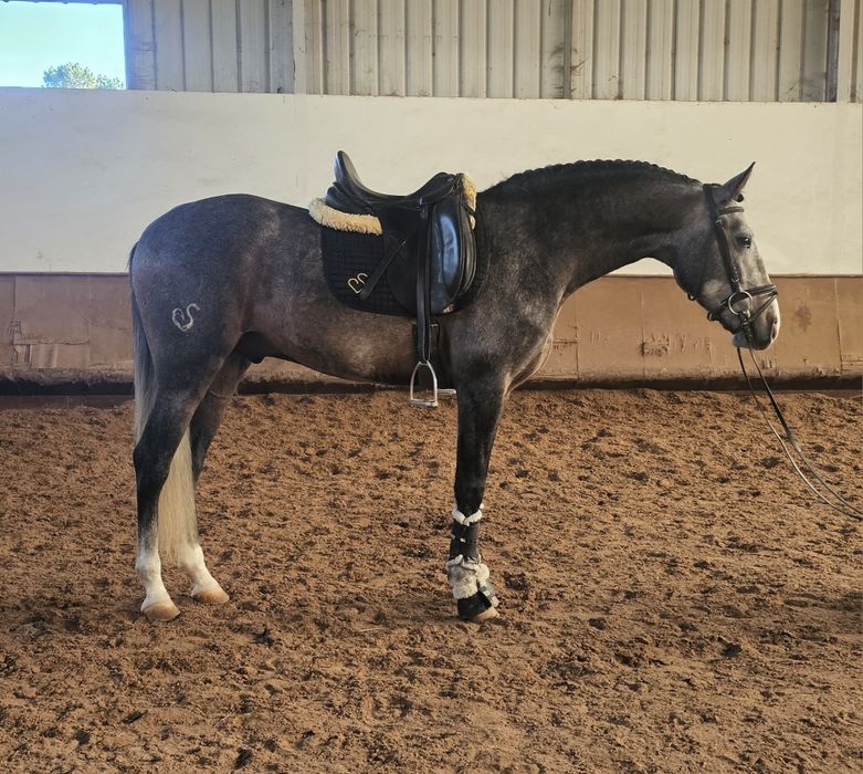 Poldro   lusitano