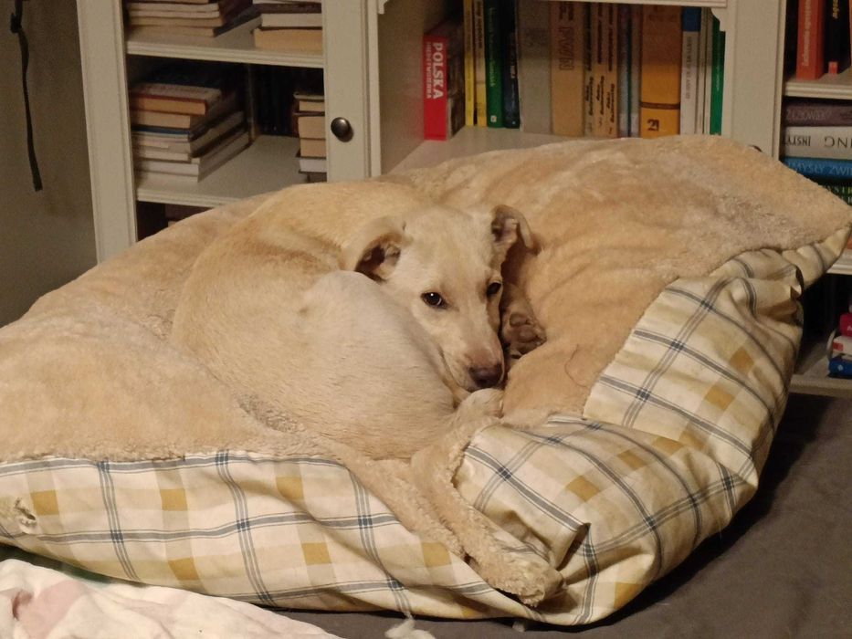 Adopcja - sczeniaki!