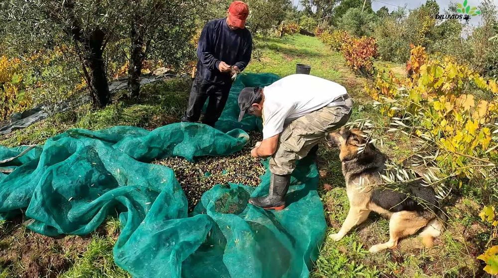 Vende‑se Quinta do Vale — 7 hectares de natureza viva