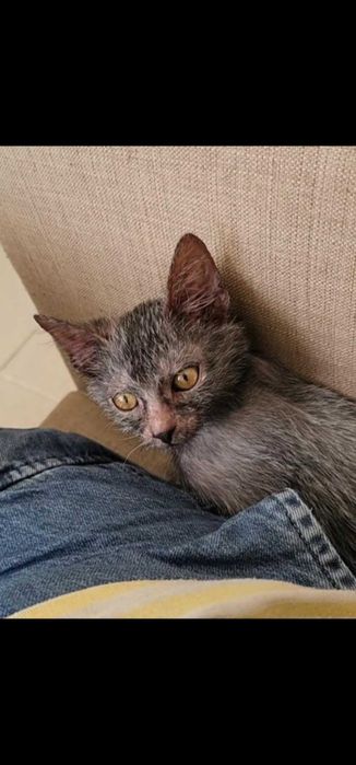 Gatinhos raça lykoi
