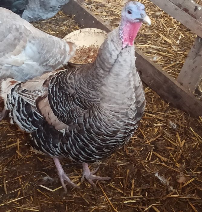 Indyki para indyk indyczka