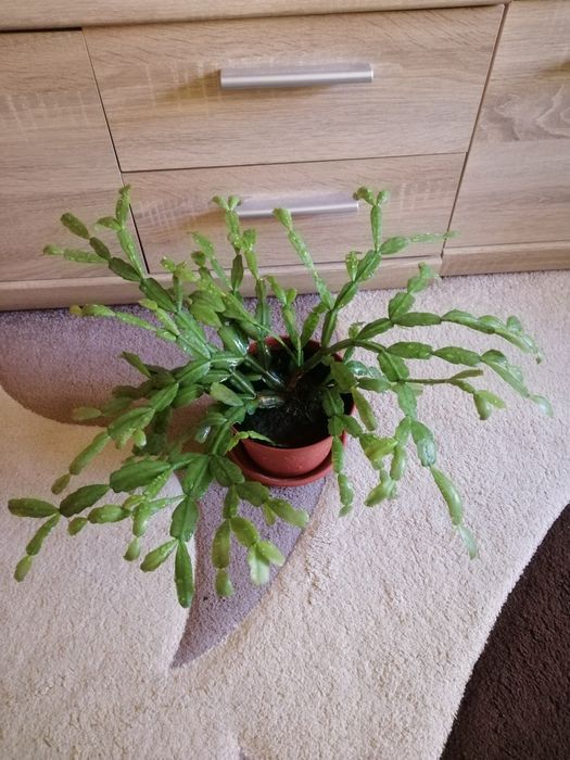 Різдвяник, зігокактус (рождественник, шлюмбергера, декабрист)!