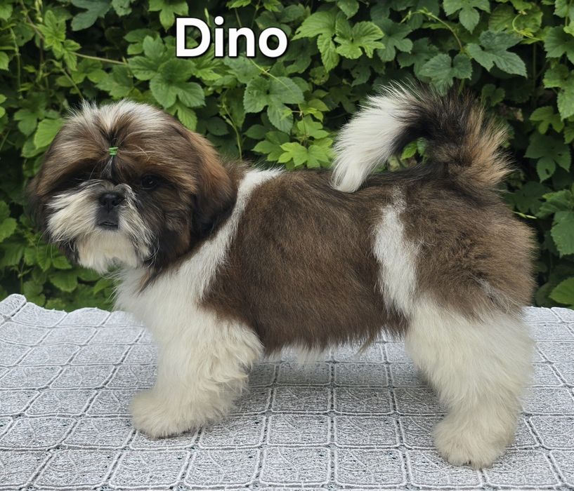 Piesek Shih tzu ZKWP