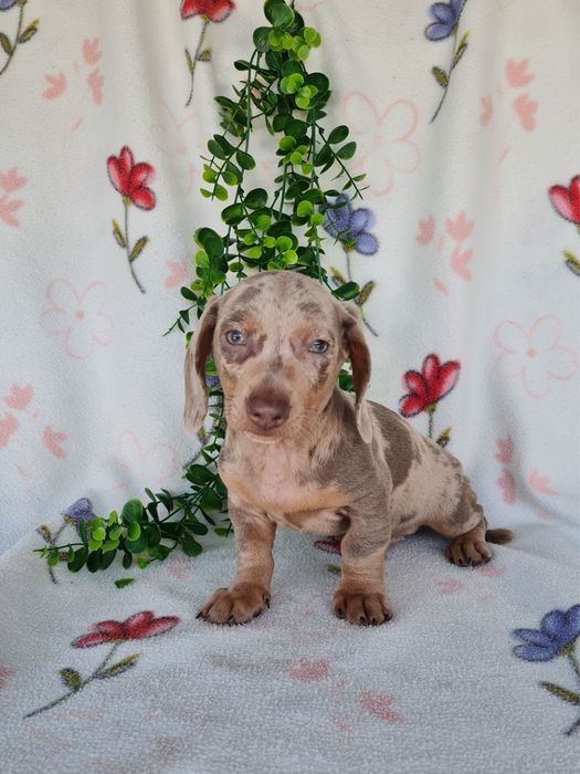 Estupendo menino mini/Kanichen teckel isabella arlequim de Qualidade