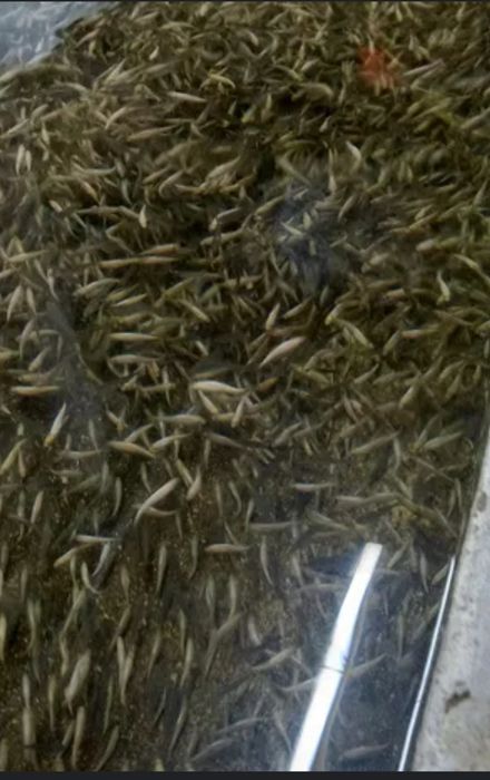 Продам малька форелі.