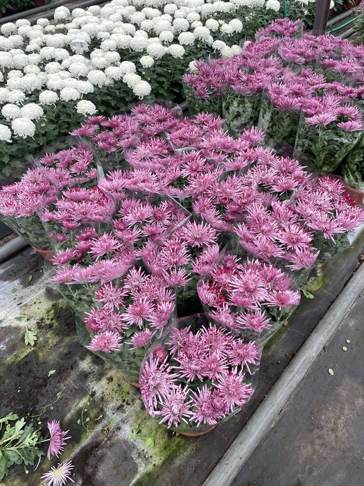 Chryzantema wielkokwiatowa