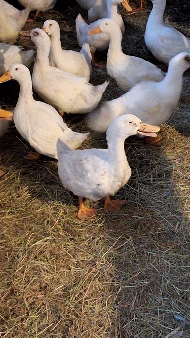 Gęś kołudzka i kaczka pekin