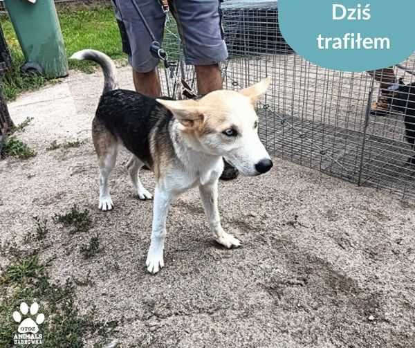 Znaleziono psa - Lębork/Wejherowo