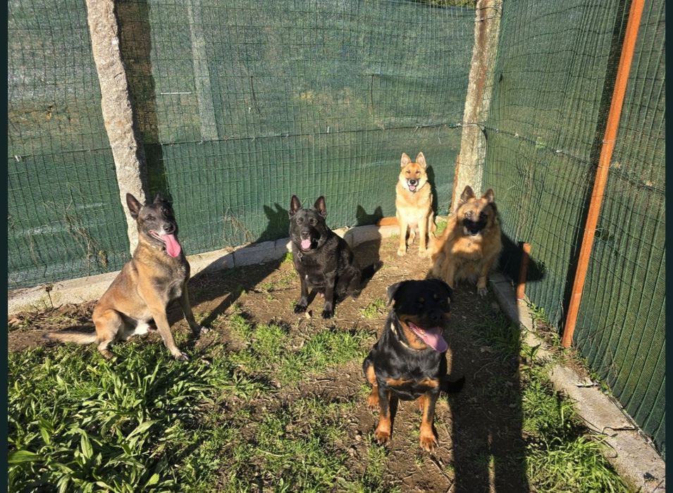 Treinador/adestrador de cães grande  porto