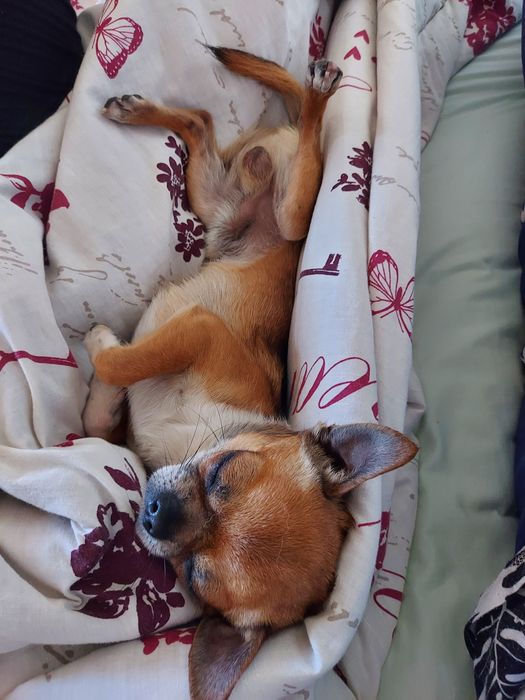 В'язка Чіхуа хуа