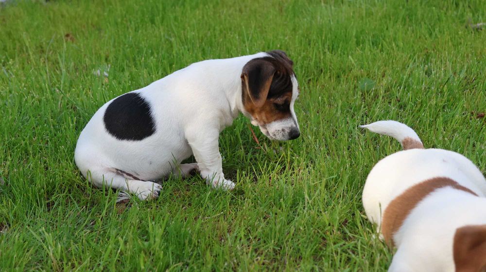 PIESEK  Jack Russell Terrier z hodowli "BREFIO"-do odbioru
