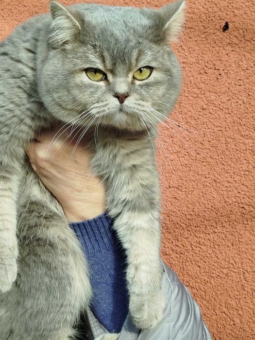 Кіт  запрошує на в'язку .