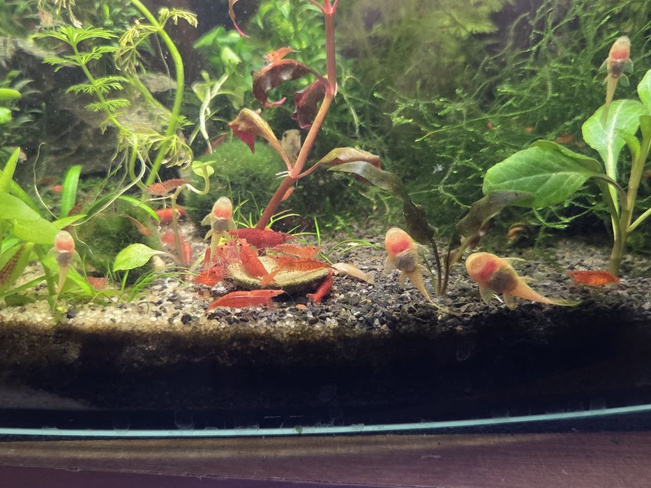 Krewetki Red Cherry – Idealne na start!