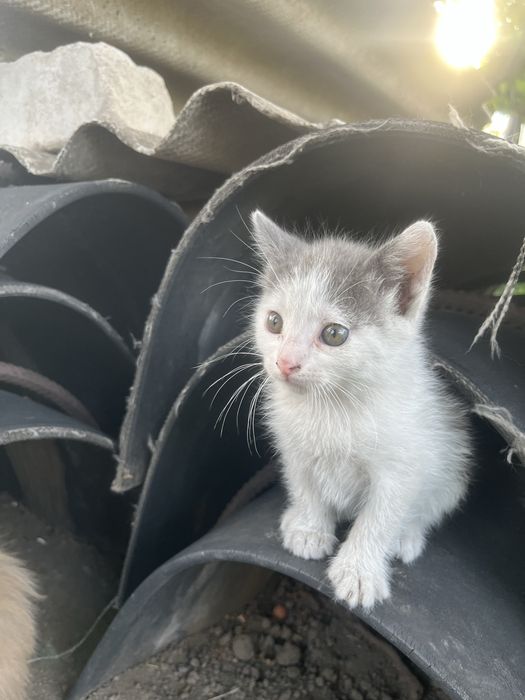Кошенята котята 1,5 місяця (безкоштовно)