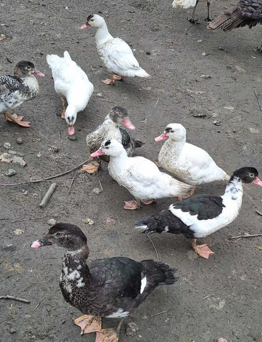 Kaczki francuski do dalszego chowu.