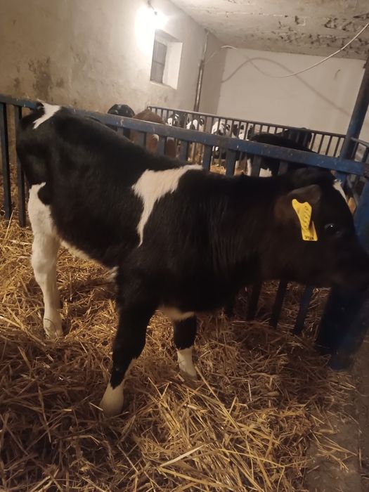 Byczek cielak żarłak