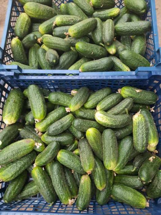 Sprzedam ogórki z własnej plantacji