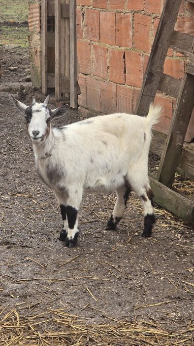 Casal de Cabras Anas