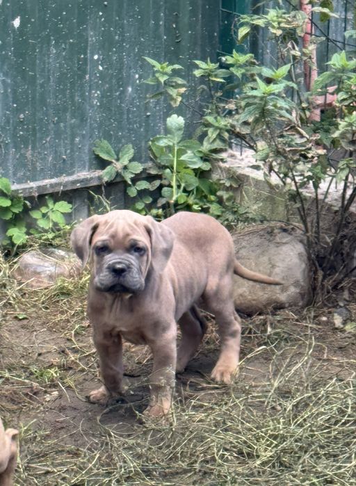 Cane corso  цуценята
