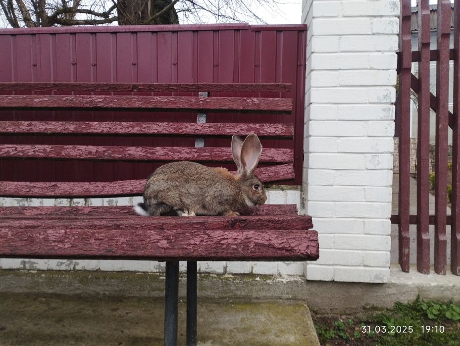 Самець БВ. 4 міс