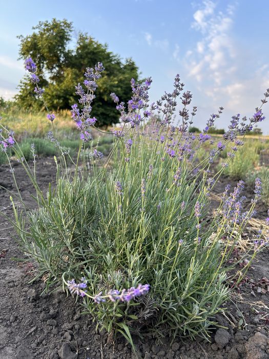 Лаванда Англійська 50 грн.